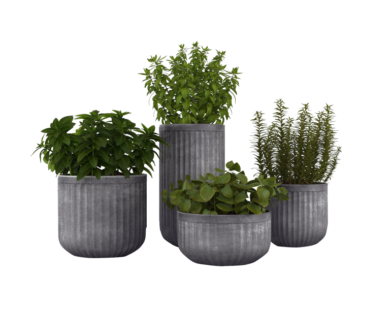 Areca palm